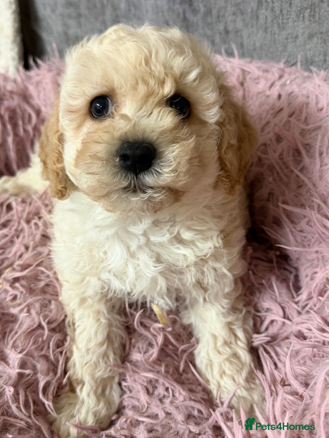 Poochon dogs for sale: Reduced Poochon Puppy   - Advert 2