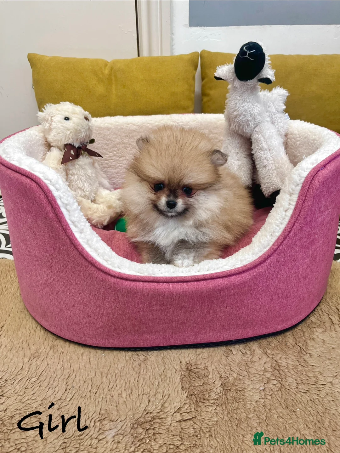 Pomeranian dogs for sale: Top Quality 🐻 Teddy Bears  - Advert 14