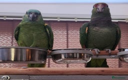 Parrots birds for sale: Stunning Blue Fronted Amazon (Cage included)  - Image 2