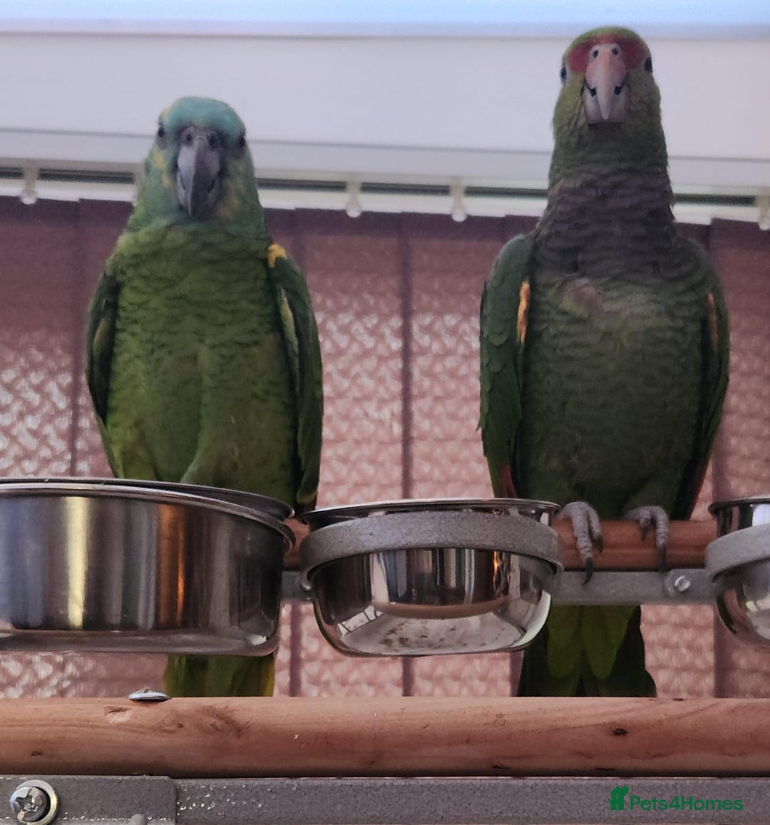 Parrots birds for sale: Stunning Blue Fronted Amazon (Cage included)  - Image 2