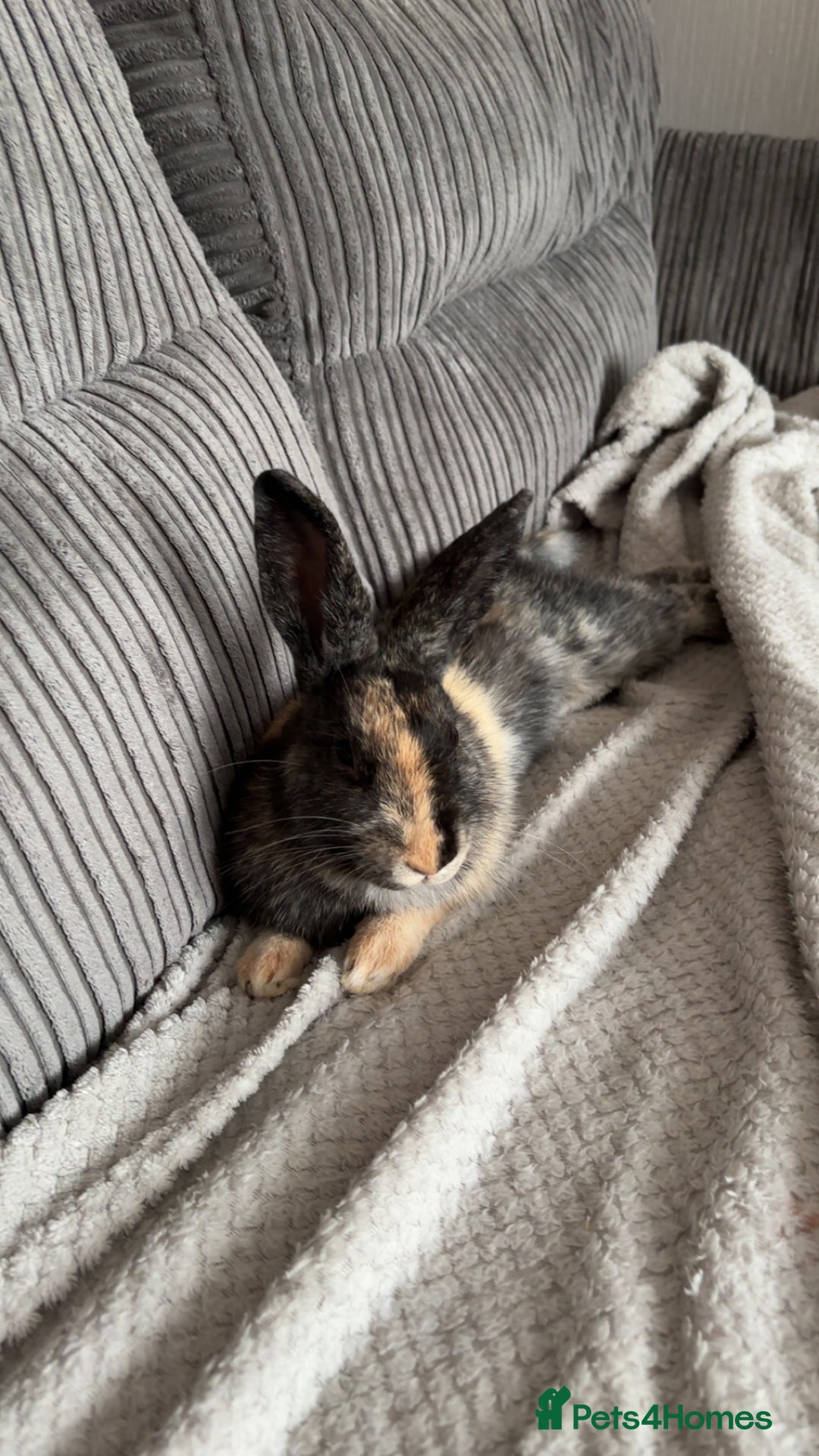 Rex rabbits for sale: Mini lop x Rex does - Advert 2