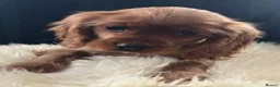 Cockalier dogs for sale: Cockalier puppies - health tested parents - Advert 5