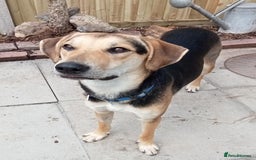 Mixed Breed dogs for adoption: Caleb - 9 Months Old, Boy, Hound mixed breed pup - Image 1