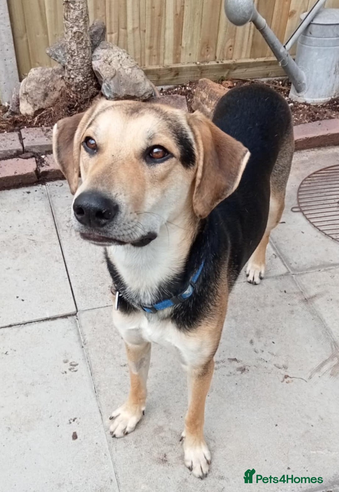 Mixed Breed dogs for adoption: Caleb - 9 Months Old, Boy, Hound mixed breed pup - Image 1