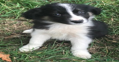 Border Collie dogs - Advert 5