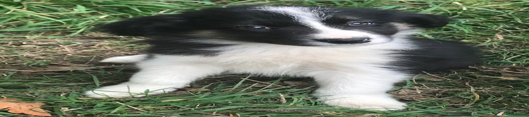 Border Collie Puppy 2