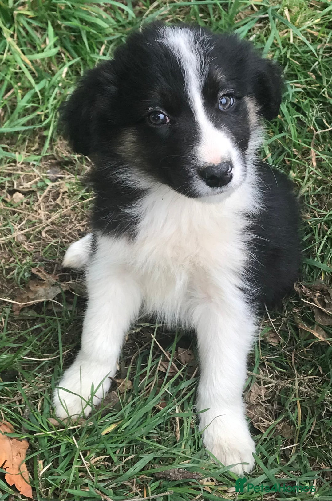 Border Collie dogs for sale: Border Collies Farmbred  - Image 3