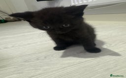 British Shorthair cats for sale: 4 kittens half British shorthair  - Advert 9