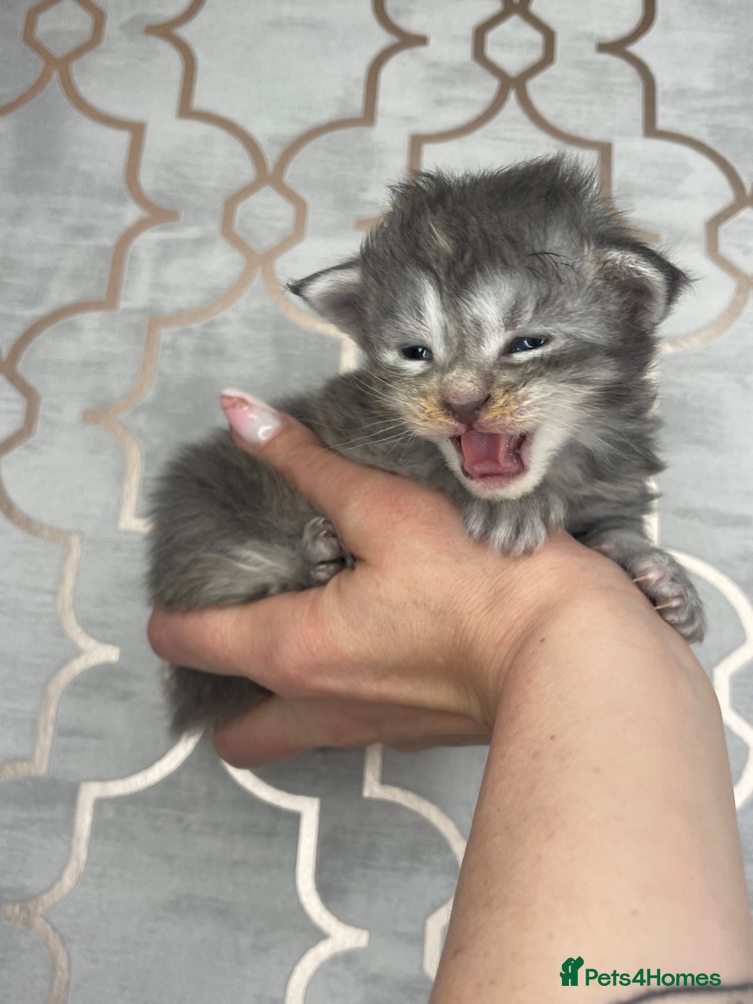 Maine Coon cats for sale: 🐾💛5 Sweet Maine Coons looking for forever home💛 - Advert 2