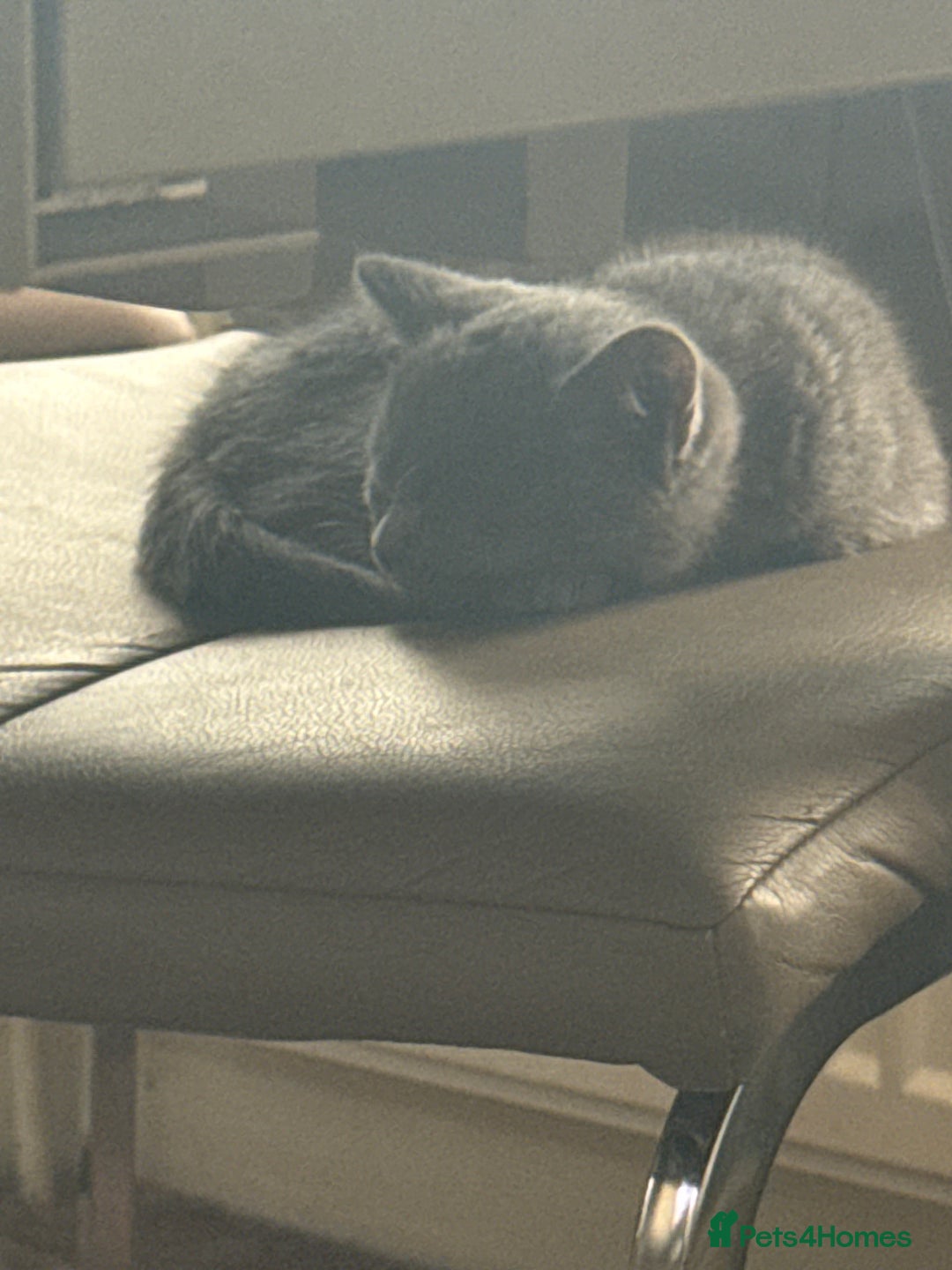 British Shorthair cats for sale: Cute male British shorthair for sale  - Image 6