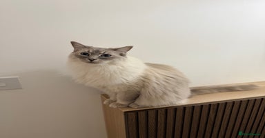 Ragdoll cats - Advert 1