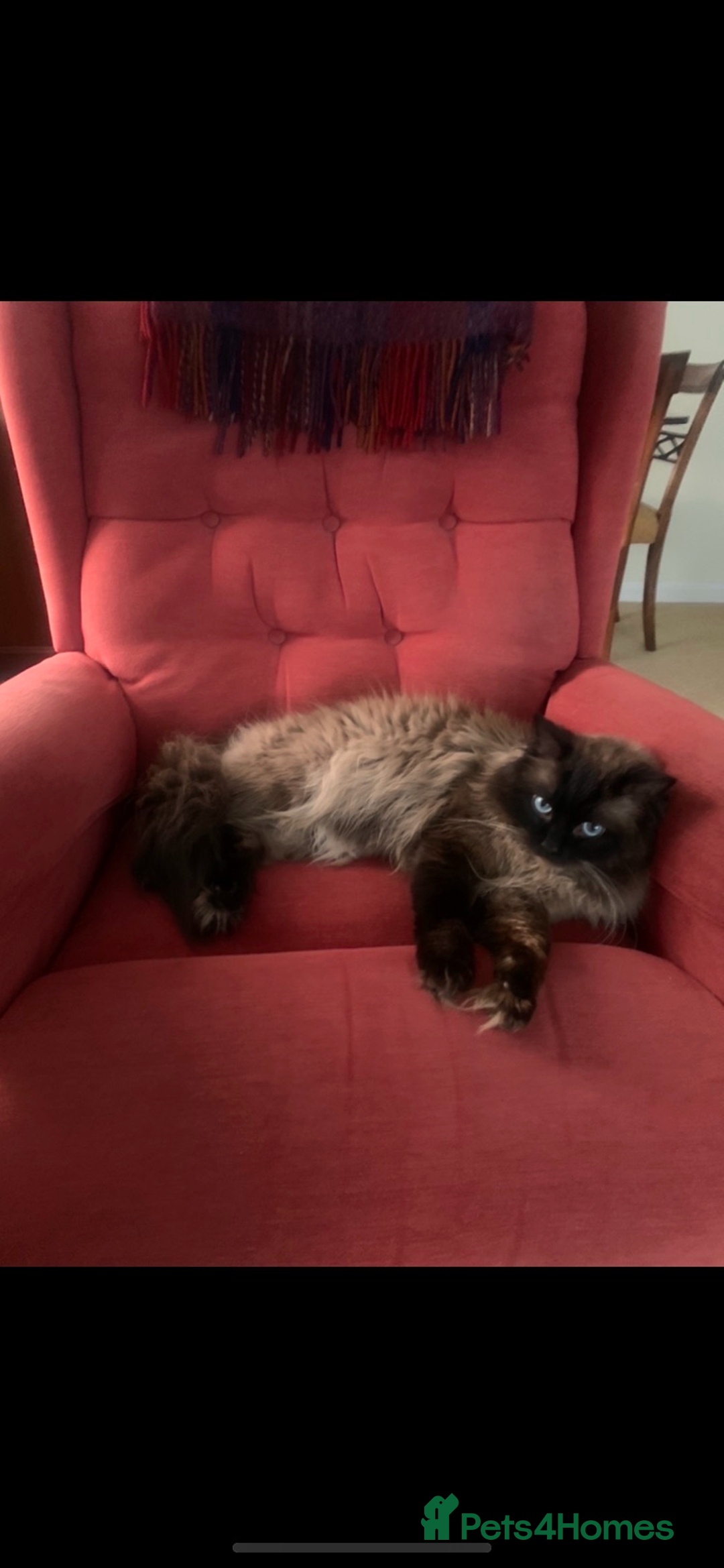 Ragdoll cats for stud: Ragdoll for stud  - Image 5