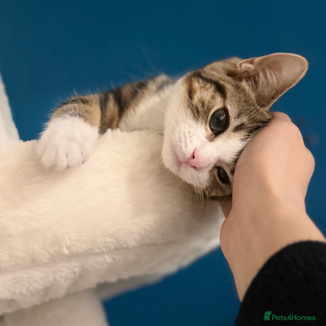 Domestic Shorthair cats for sale:  💞 Bonded Pair of Cuddly House Cats–7mo & 1yr Old - Image 9