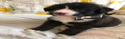 Mixed Breed dogs for sale: 1 beautiful boys left from litter of 6 - Advert 16