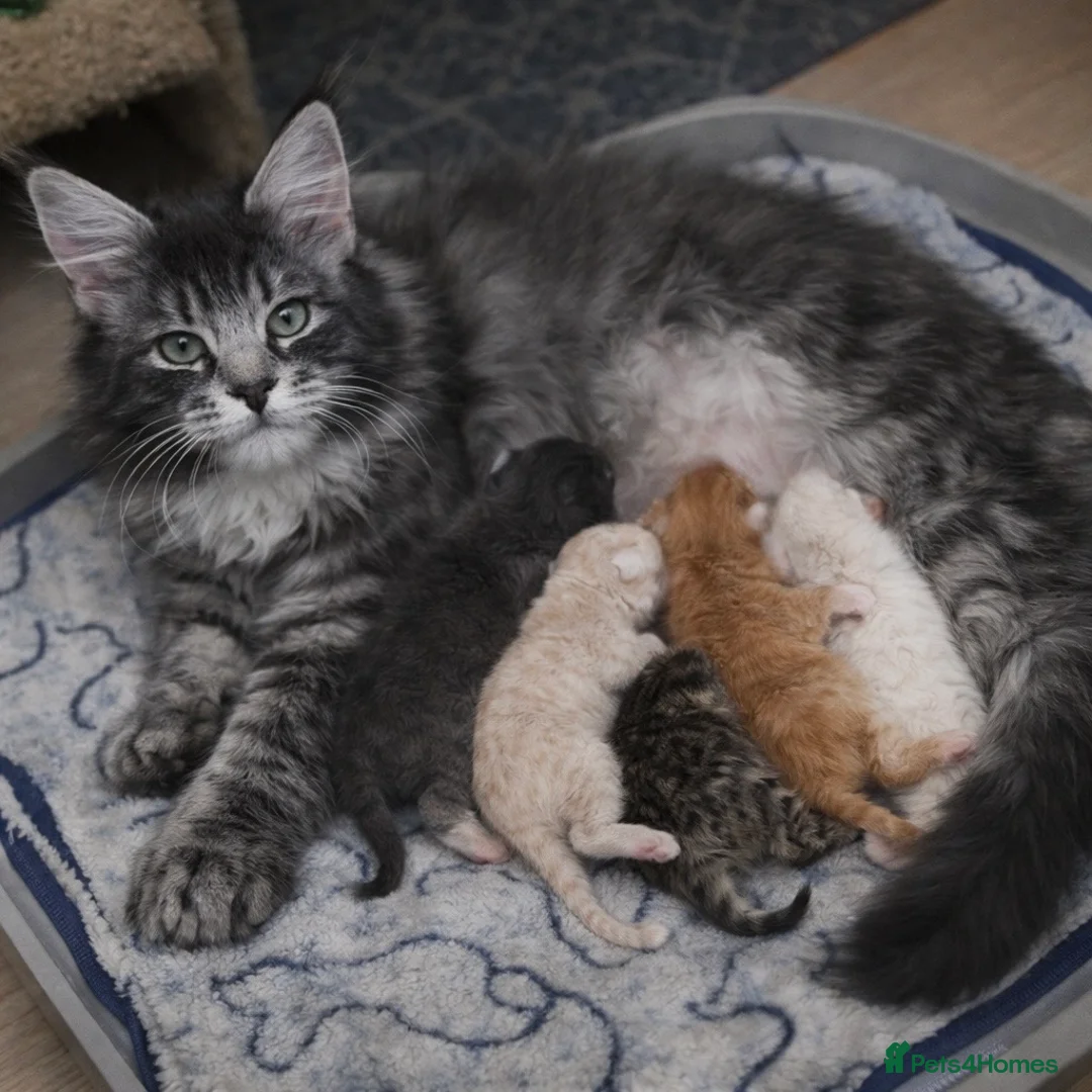 Maine Coon cats for sale: Maine Coon Kittens  in Sheffield - Advert 1