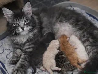 Maine Coon cats Maine Coon Kittens - Advert 3