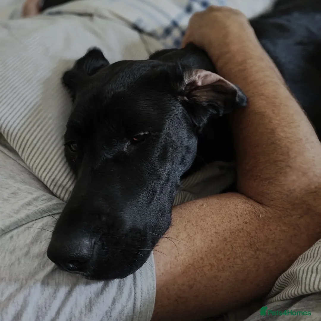 Mixed Breed dogs for adoption: Enzo (Labrador/Pointer mix) - Image 6