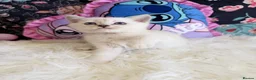 Scottish Fold cats for sale: 🐾 Stunning Scottish kitties 🐾 - Advert 20