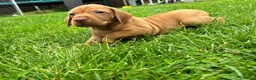 Hungarian Vizsla dogs for sale: Beautiful Hungarian Vizsla puppies available  in Boston - Advert 12