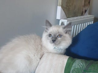 Ragdoll cats Beautiful GCCF Blue Mitted Kitten Available. - Advert 15