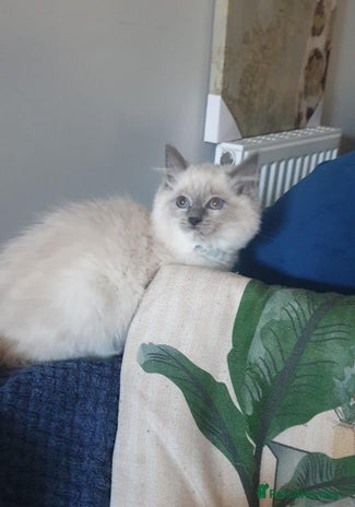 Ragdoll cats Beautiful GCCF Blue Mitted Kitten Available. - Advert 7