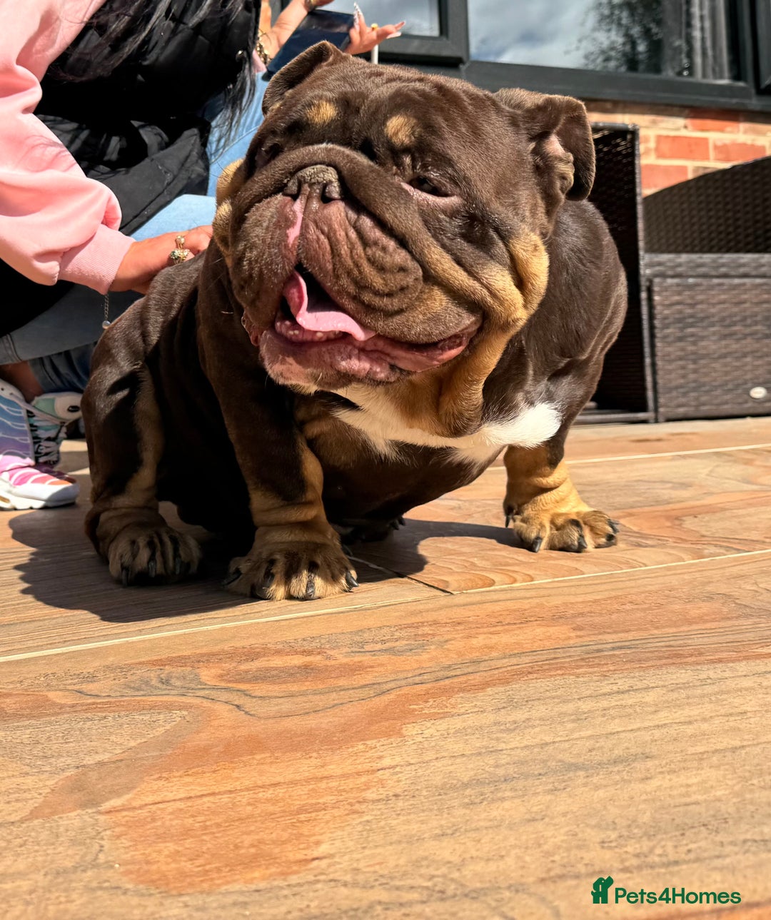 English Bulldog dogs for sale: English Bulldog - 2 years old  - Advert 7