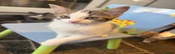 Mixed Breed cats for sale: Little kittens 10 weeks old - Advert 15