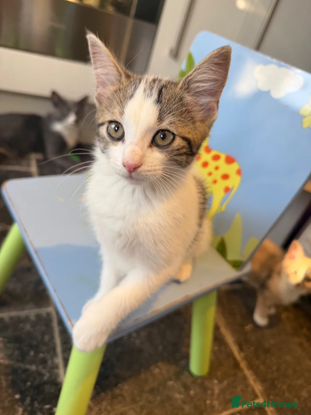 Mixed Breed cats for sale: Little kittens 10 weeks old - Advert 15