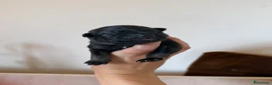 Brown Collar