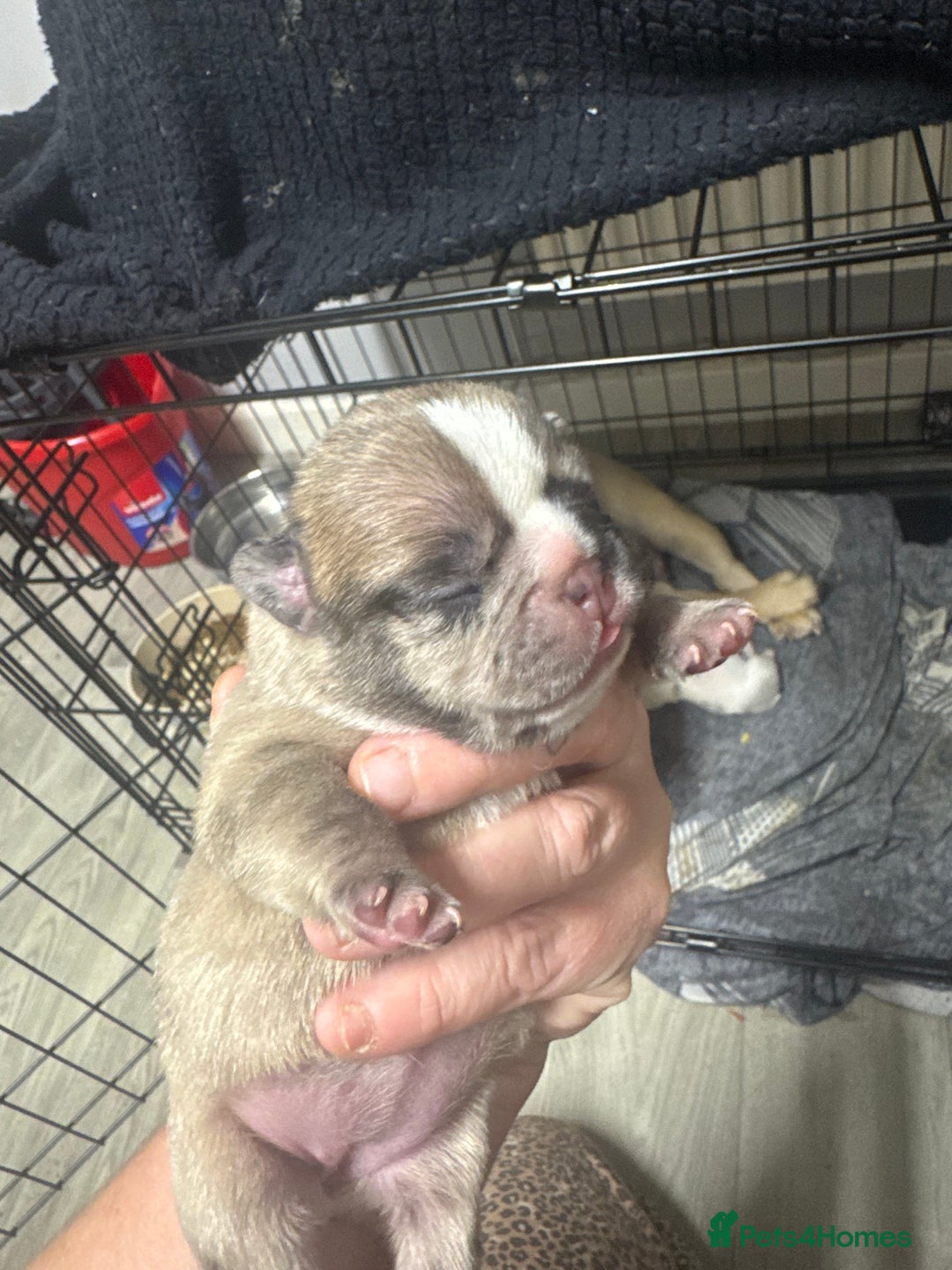 French Bulldog dogs for sale: Beautiful frenchies for sale  - Image 1