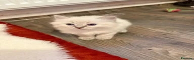 Ragdoll 3