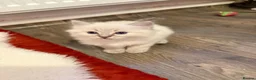 Ragdoll cats for sale: 🐾 Adorable Ragdoll  Kittens for Sale! 🐾  - Advert 18