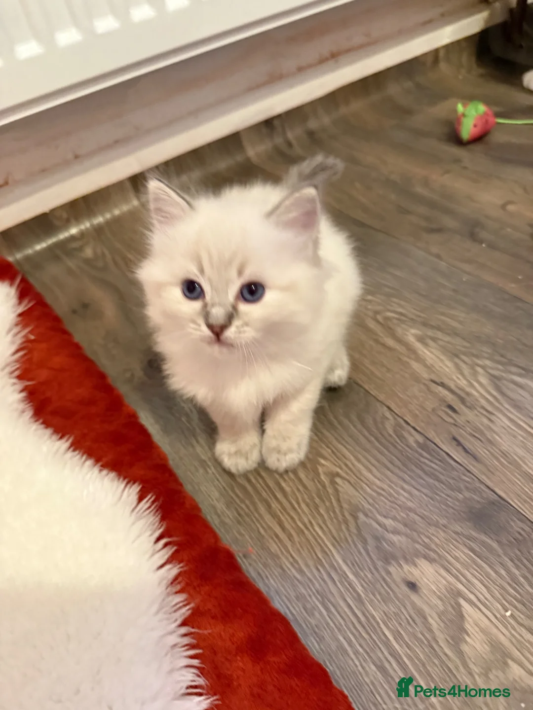 Ragdoll cats for sale: 🐾 Adorable Ragdoll  Kittens for Sale! 🐾  - Advert 18