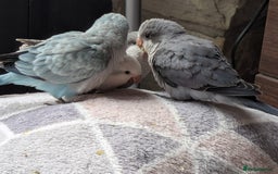 Parakeets birds for sale: Tamed hand reared baby Quaker parrots DNA tested  - Image 10
