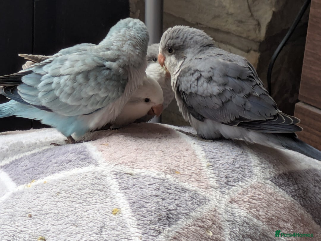 Parakeets birds for sale: Tamed hand reared baby Quaker parrots DNA tested  - Image 10