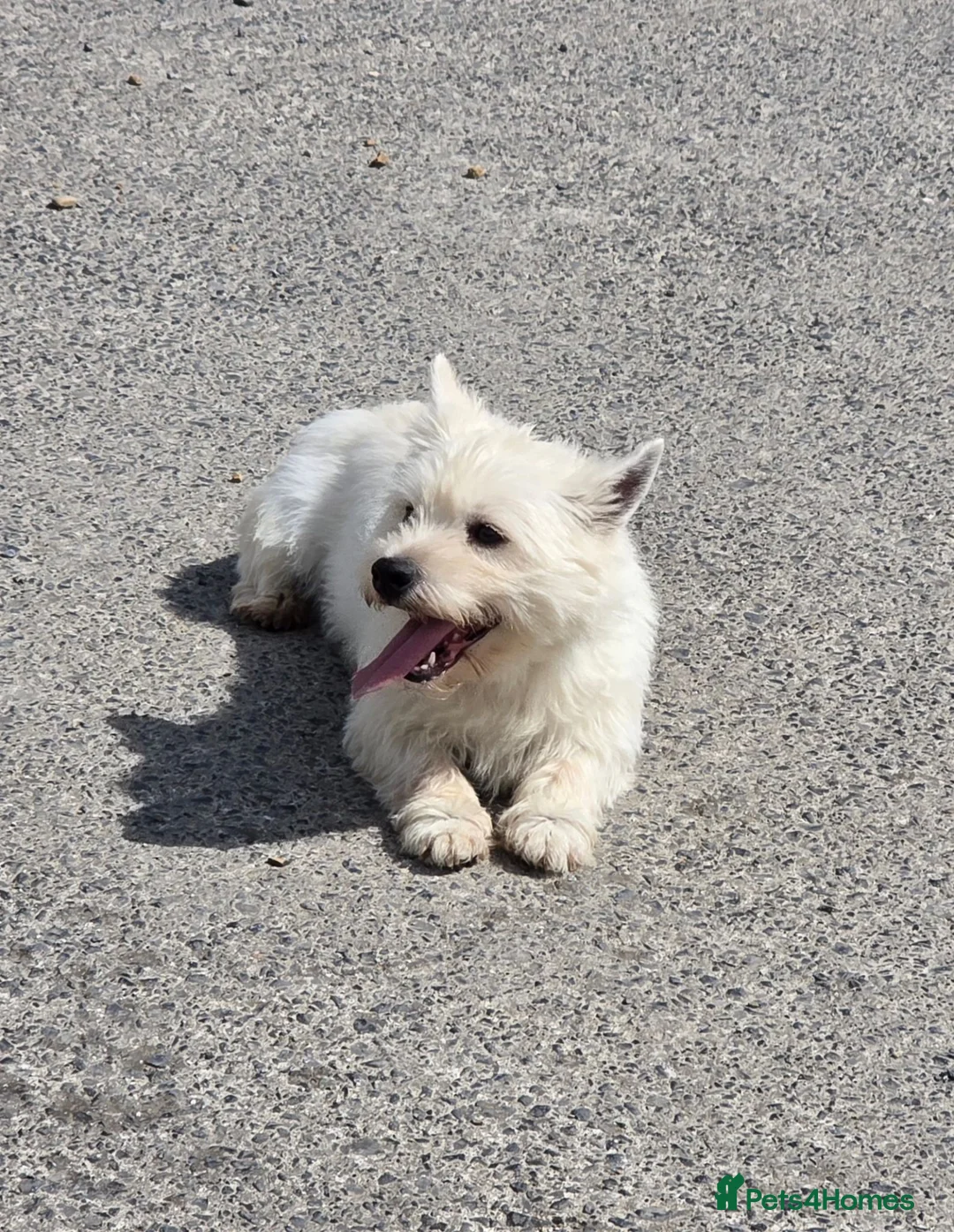 West Highland Terrier dogs for sale: Lovely adult female looking for new home  - Advert 1