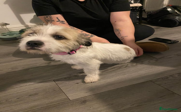 Mixed Breed dogs American bull dog cross shih tzu - Advert 1