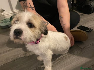 Mixed Breed dogs for sale: American bull dog cross shih tzu - Advert 1