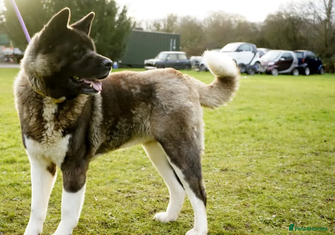 Akita dogs for adoption: Pretty Porcha in Worksop - Advert 3