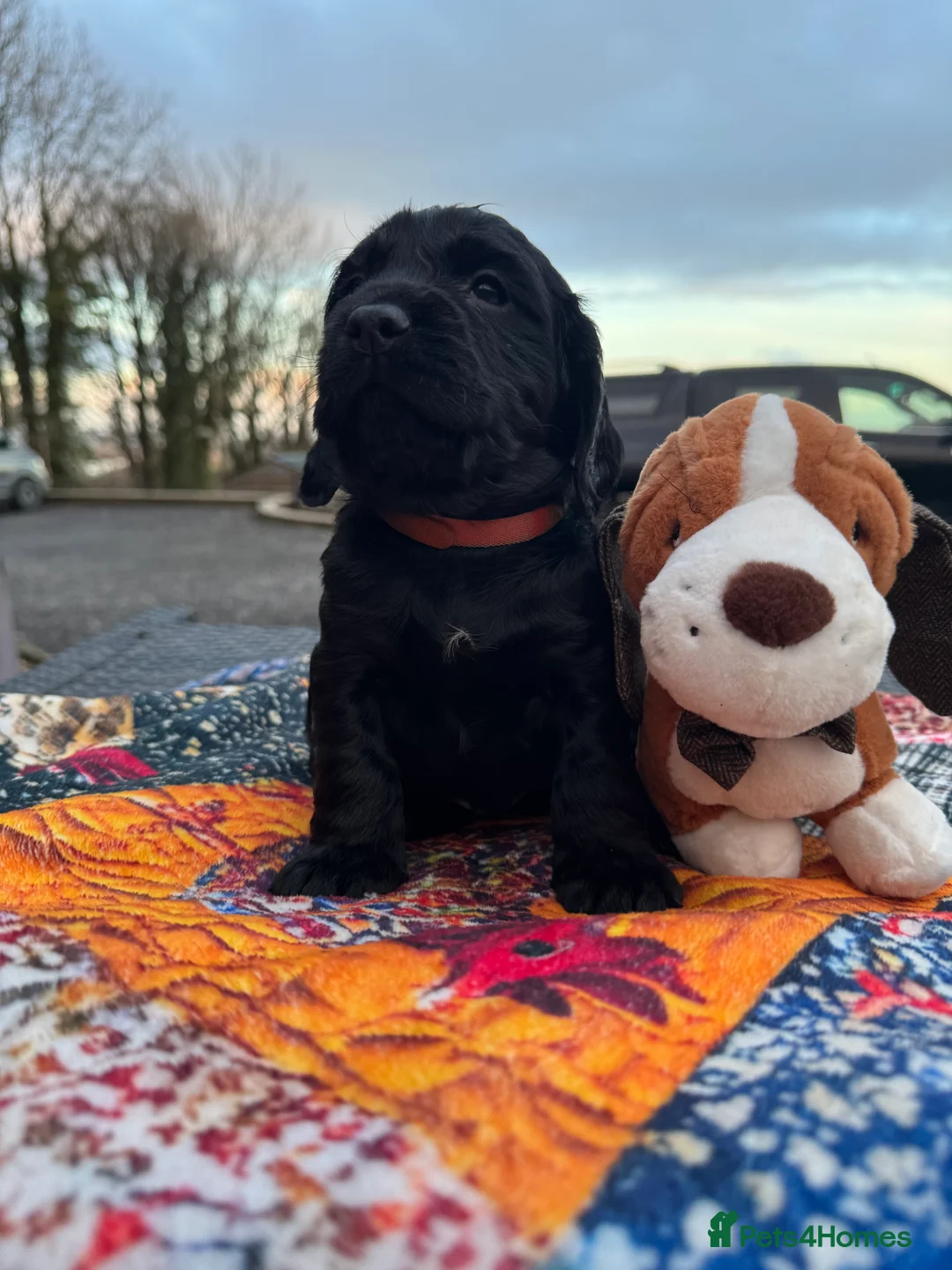 Cocker Spaniel dogs for sale: A gorgeous litter of WCS - Advert 15