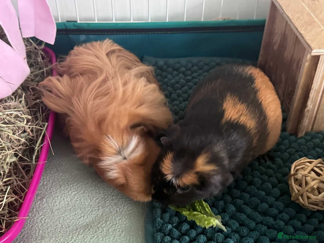 Guinea Pig rodents for sale: 2 Young Female Guinea Pigs With Full Setup in Filey - Advert 1