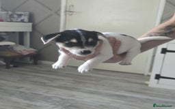 Mixed Breed dogs for sale: Chihuahua x jack Russell puppies 4 boys  - Image 8