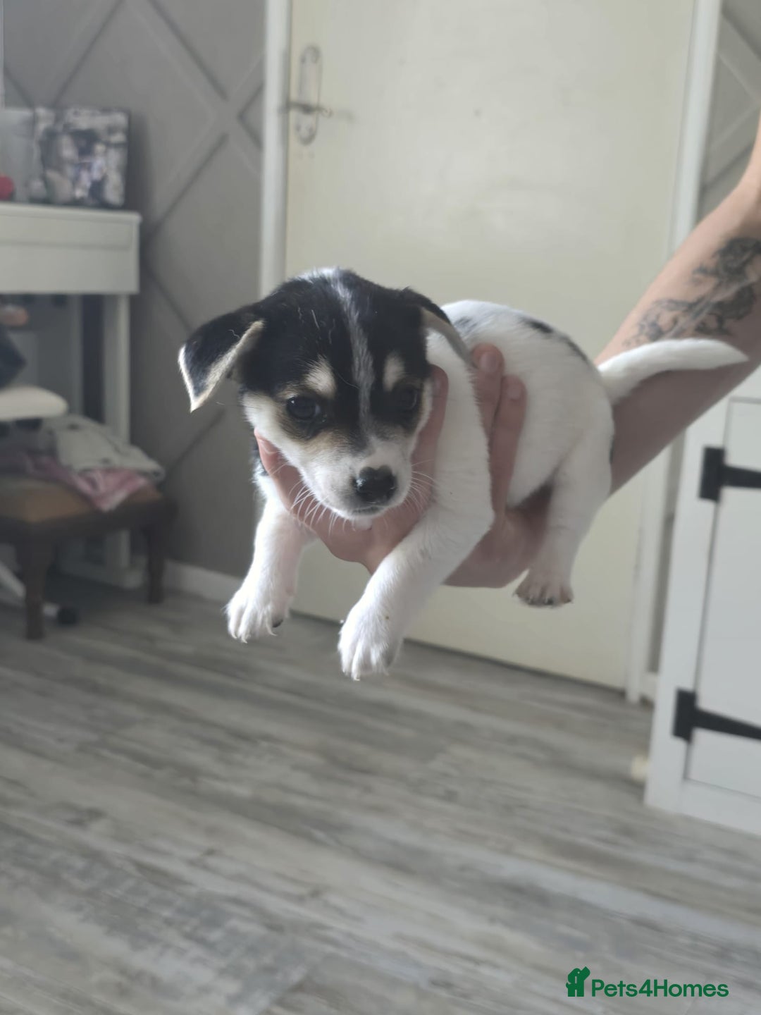 Mixed Breed dogs for sale: Chihuahua x jack Russell puppies 4 boys  - Image 8