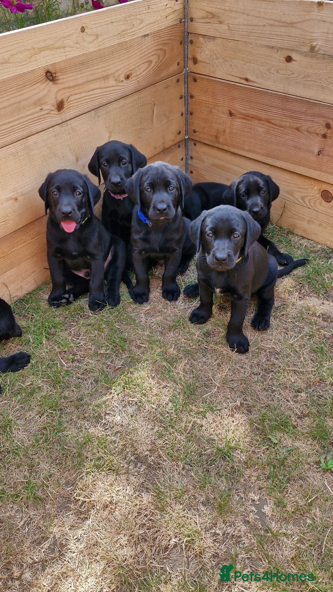 Labrador Retriever dogs Labrador Puppies - Advert 5