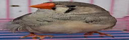 Finches birds for sale: MUTATION ZEBRA FINCHES ORANGE BREAST BLACK FACE - Advert 9