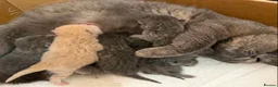 British Shorthair cats for sale: TORTIE BSH TICA GIRL KITTENS  - Advert 16