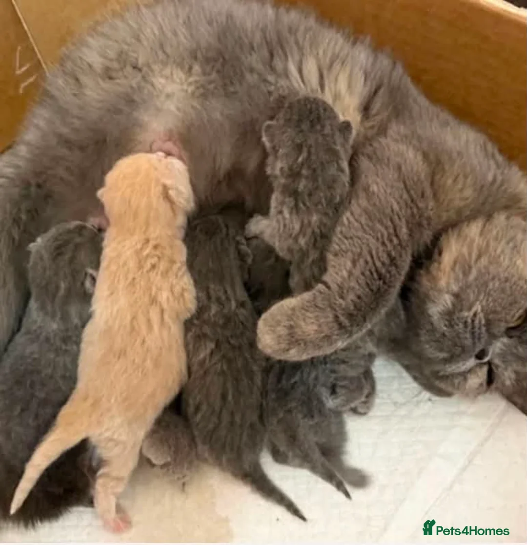 British Shorthair cats for sale: TORTIE BSH TICA GIRL KITTENS  - Advert 16