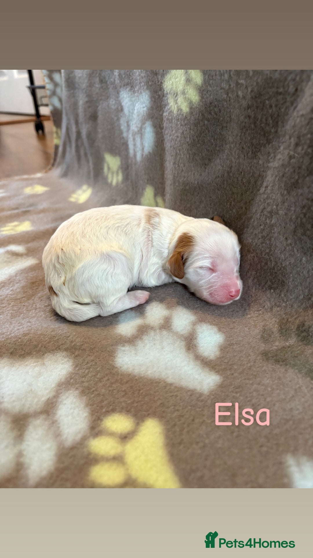 Cockapoo dogs for sale: 🐶🐾Cockapoo puppies 🐶🐾 - Advert 19