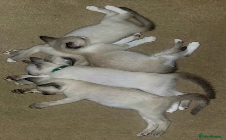 Snowshoe cats - Advert 1