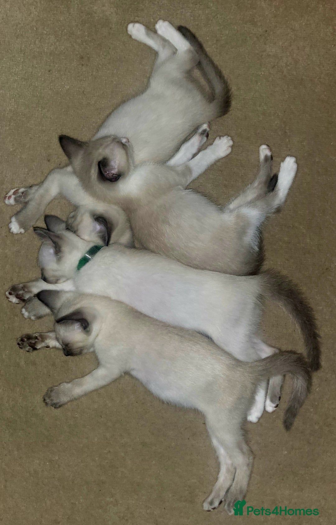 Snowshoe cats for sale: Full Pedigree Snowshoe Kittens - Image 1
